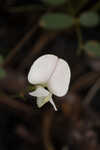 Florida hoarypea